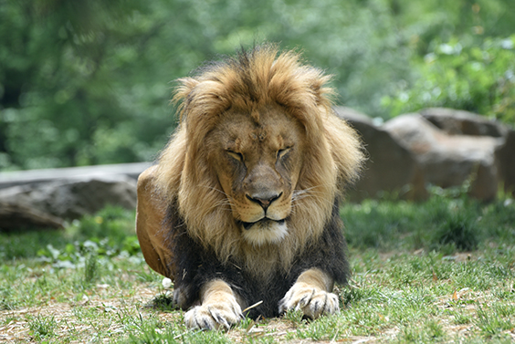 5 Things to Do at the Zoo Before the End of Summer | The Maryland Zoo