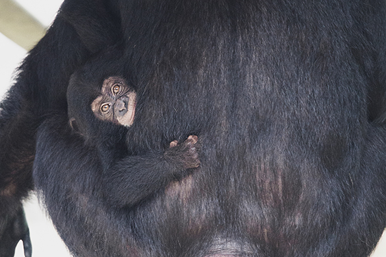 Baby Chimp