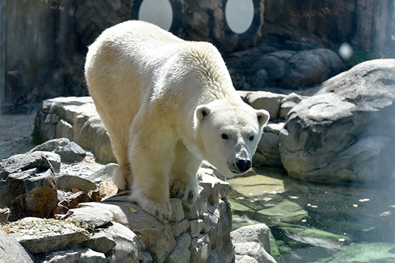 polar bear