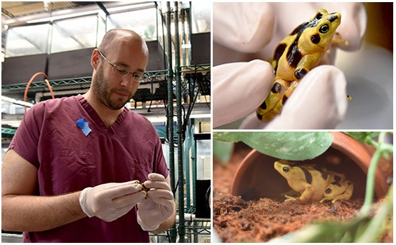 Zoo Keeper and Panamanian Golden Frog