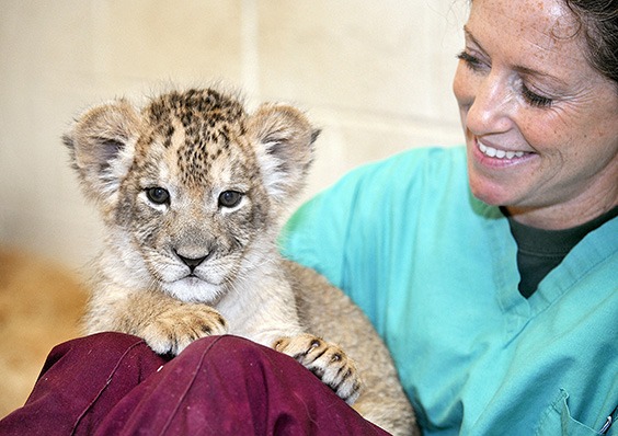 Lion cub sitting in Zoo keepers lap