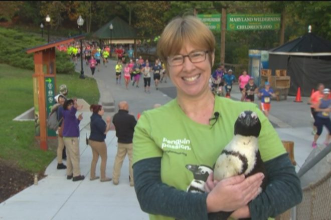 zoo keeper holding penguin