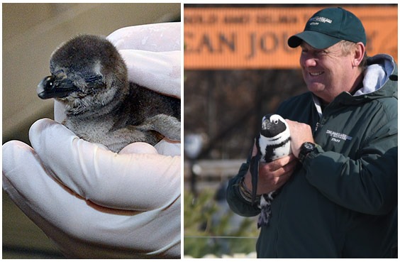 Man holding penguin