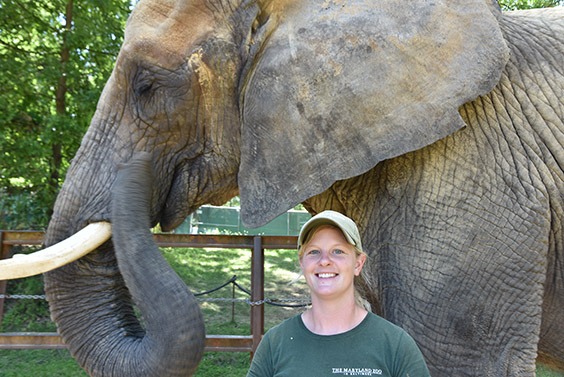 Zoo keeper standing near elephant