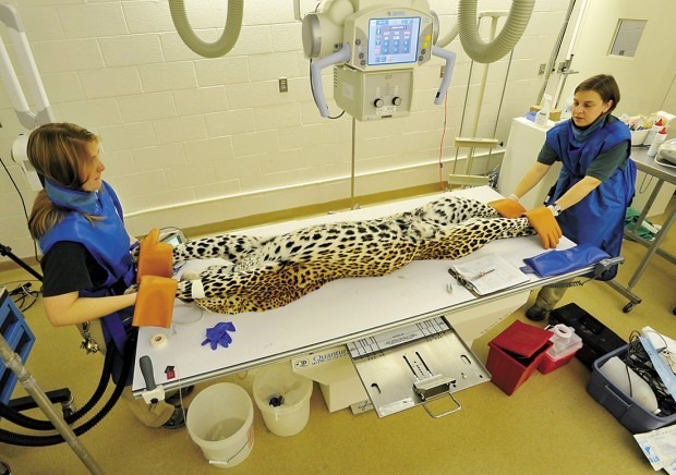 Leopard at the Vet