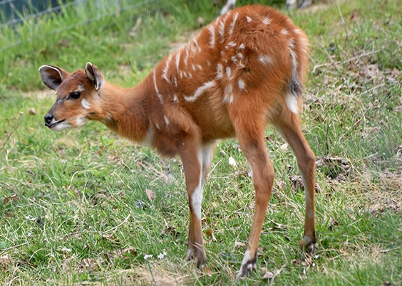 Sitatunga