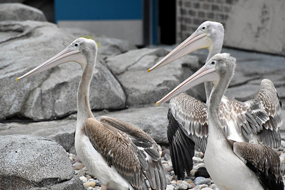 group of birds