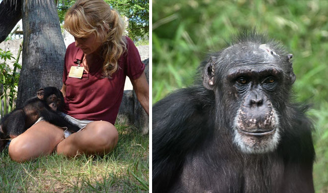 Woman with chimp