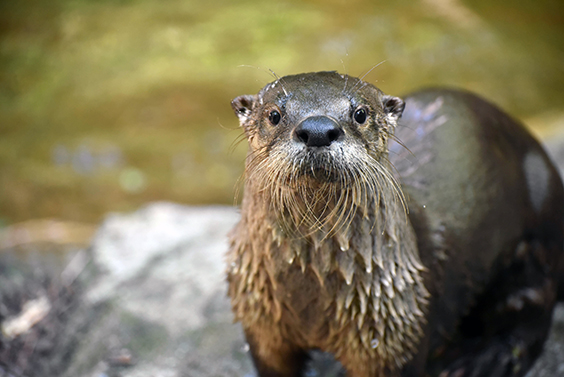 wet otter