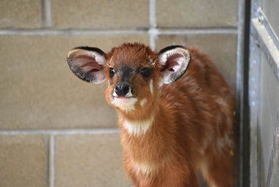 sitatunga calf