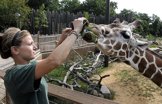 zoo keeper feeding animals