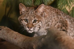 bobcat