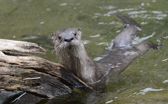 river otter in the water