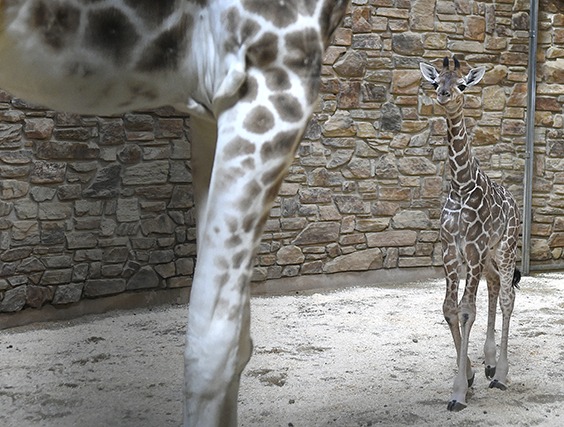 giraffe calf