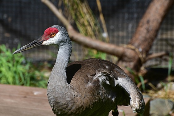 sandhill crane