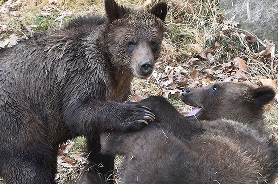 grizzly bears playing