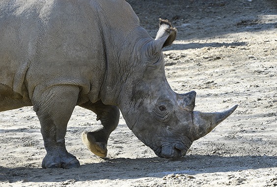 white rhino