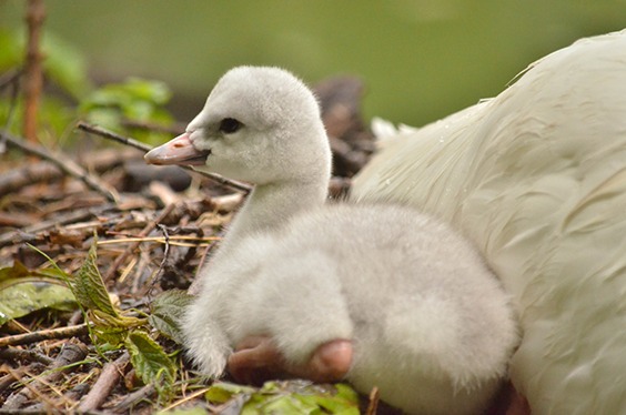 baby swan