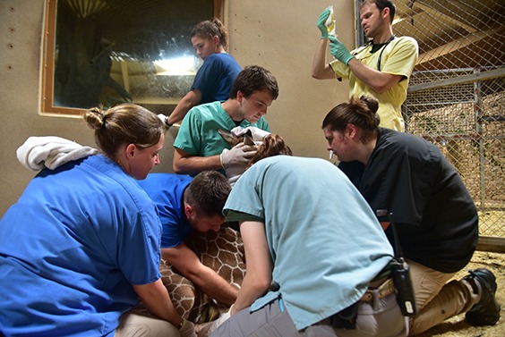 zoo keepers caring for giraffe