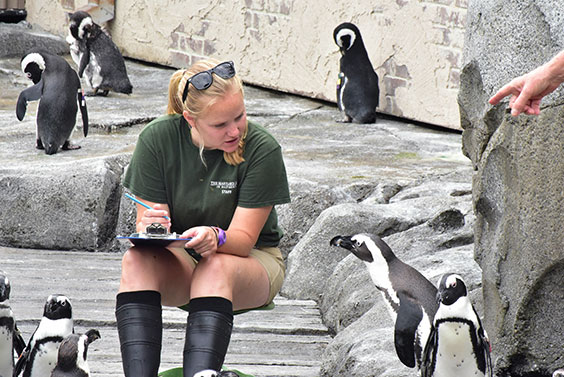 zoo keeper and penguins