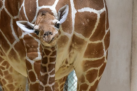 giraffe calf