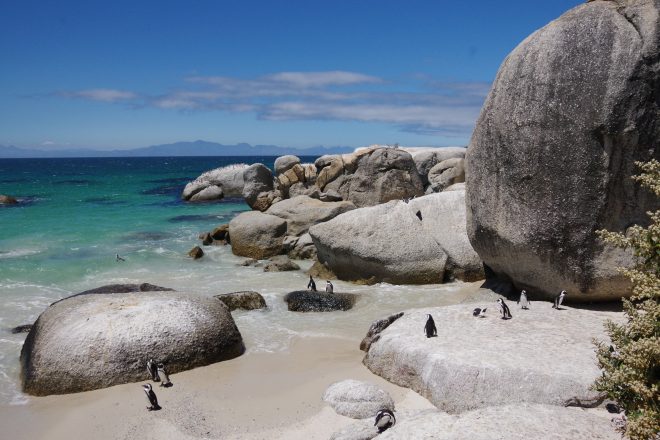 penguins on the beach