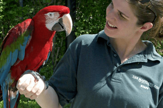 Macaw on zookeepers hand