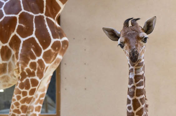 giraffe calf