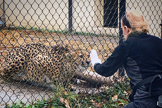zoo keeper interacting with cheetah