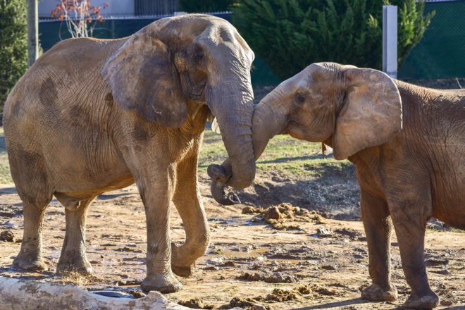 elephants holding trunks