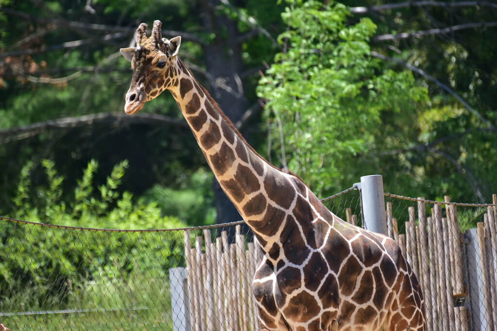 male giraffe background