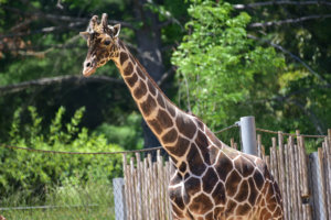 male giraffe