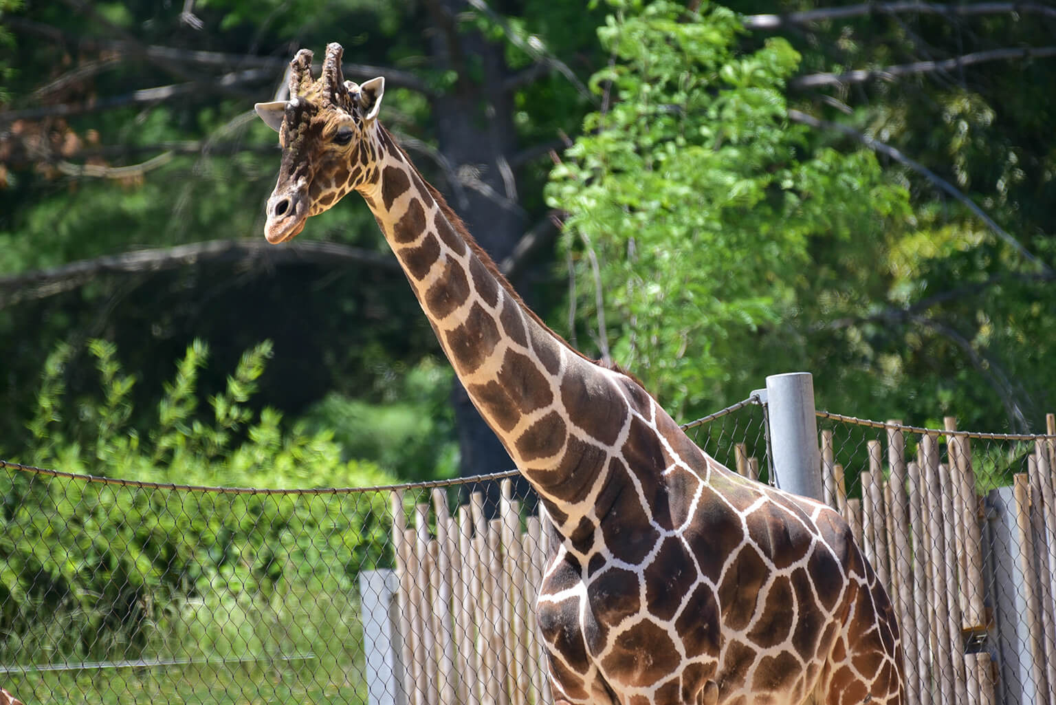 Reticulated Giraffe | The Maryland Zoo