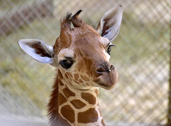 giraffe calf