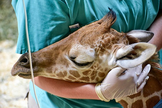 giraffe being treated
