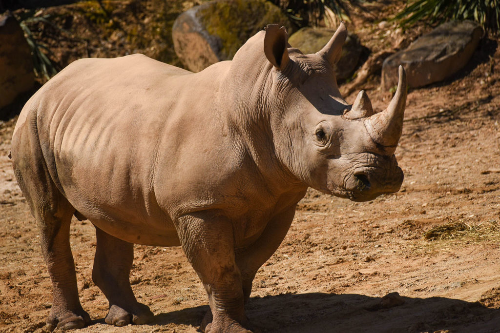 Rhino