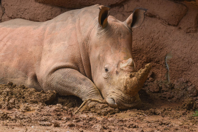 rhino wallowing in mud.