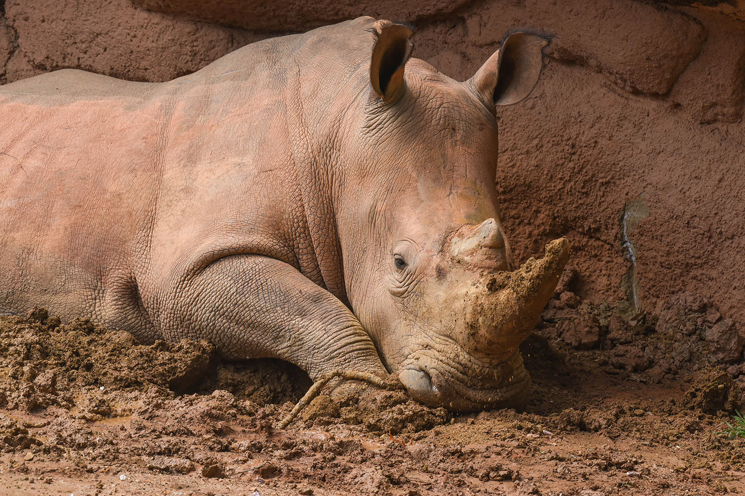 white rhinoceros mass white rhinoceros mass