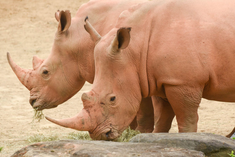 two rhinos standing.