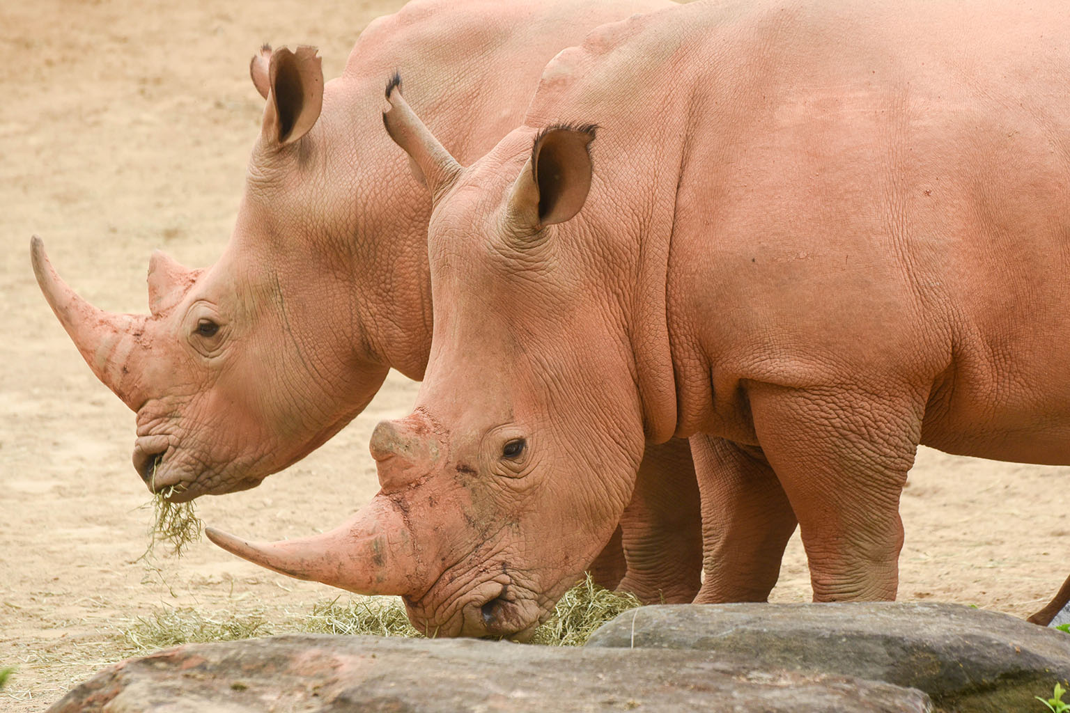 Southern White Rhinoceros The Maryland picture