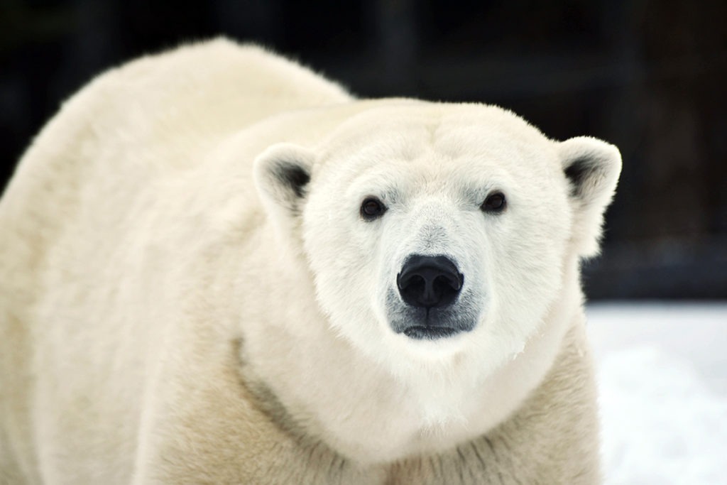 polar bear watch keeper