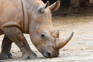 rhino with head down