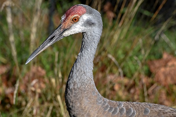 sandhill crane