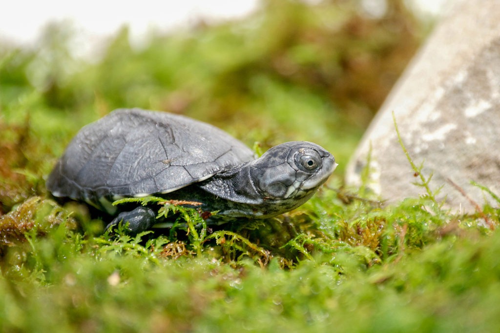 African Mud Turtle background