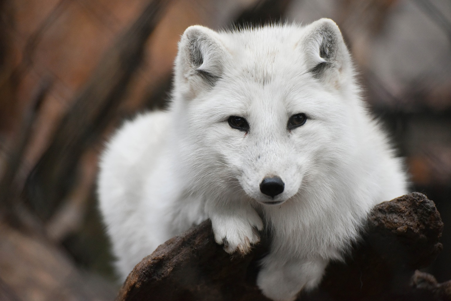 On Exhibit in Colder Weather | The Maryland Zoo