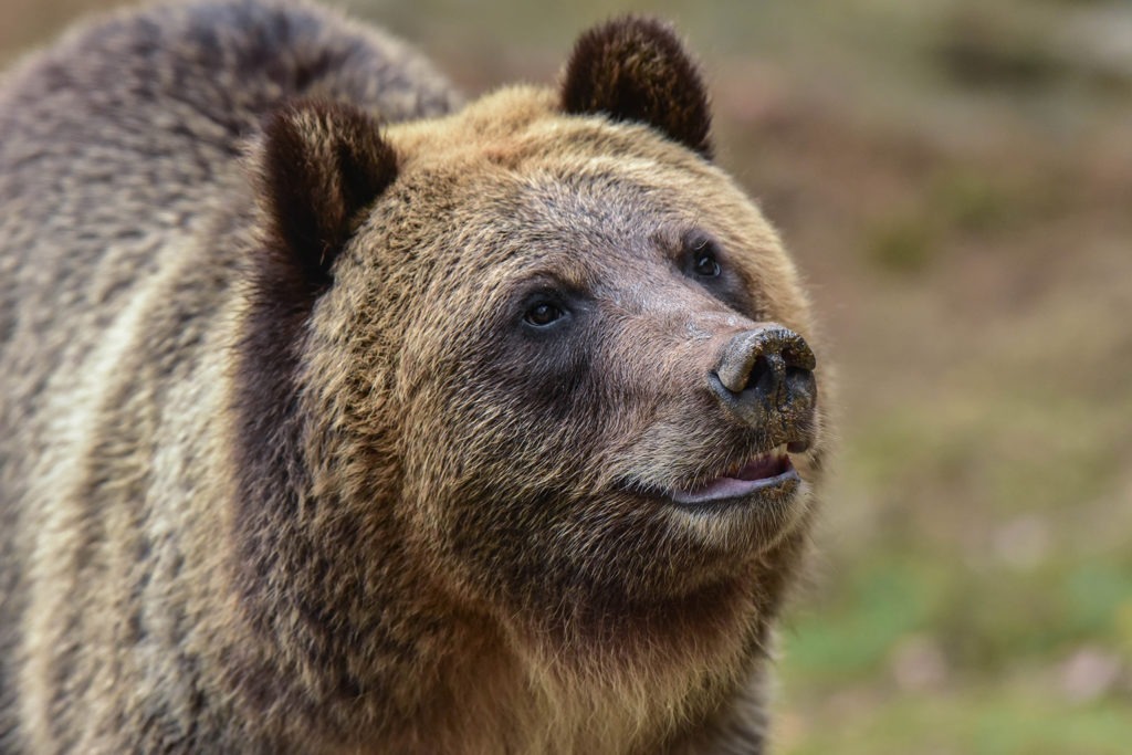 brown bear background