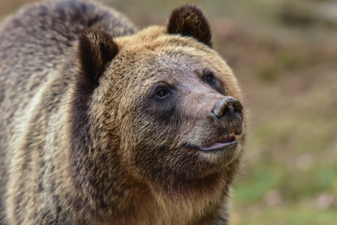 brown bear