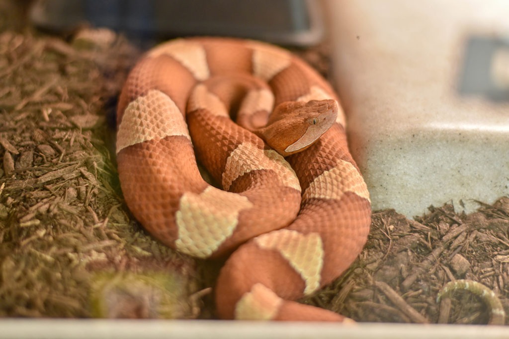 northern copperhead background