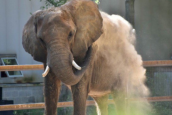 elephant throwing dirt