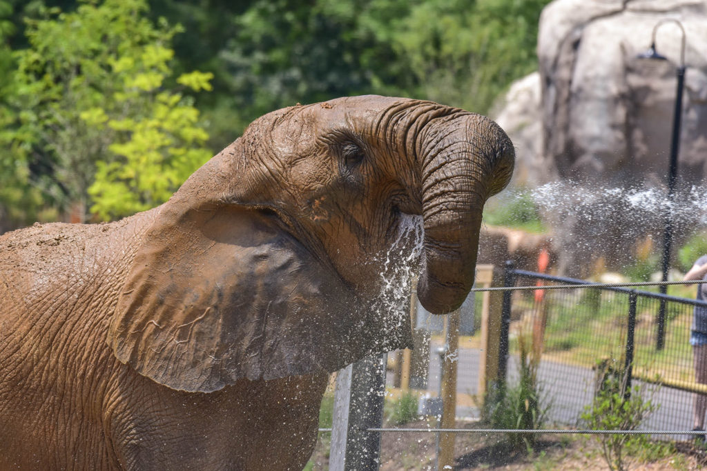 elephant being sprayed with water